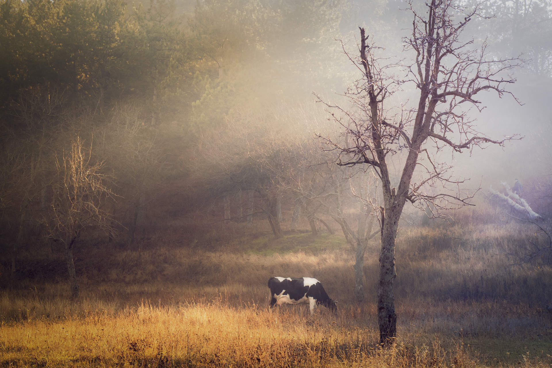 Cow in forest background